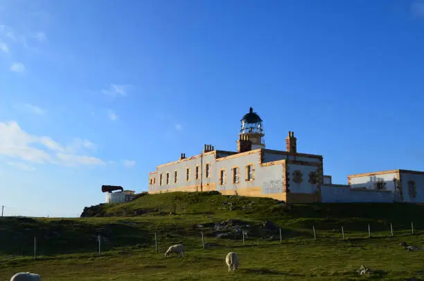 Group of sheep grazing by the the Neist Point Lighthouse in Scotland.