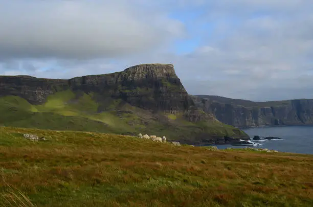 Group of sheep gathered on the top of a sea cliff at Neist Point in Scotland.