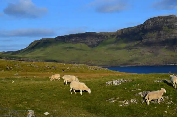 Lovely group of sheep grazing at Neist Point in Scotland.