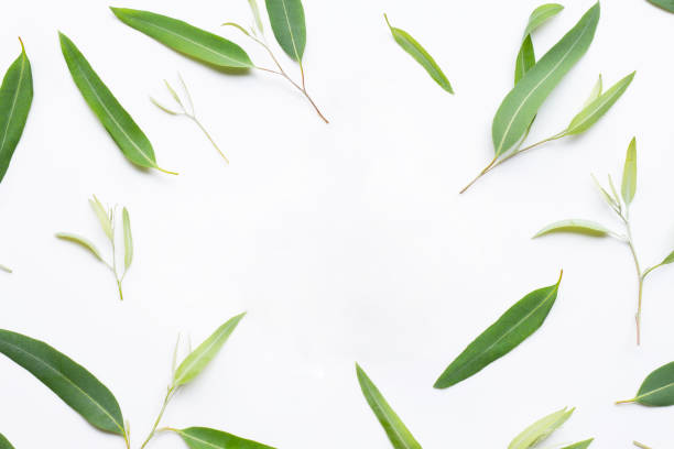 istock Frame made of Eucalyptus leaves on white  background. 1137044986