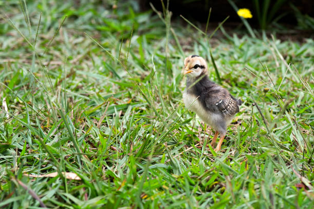 istock Baby Chicken in Kauai 1137045132