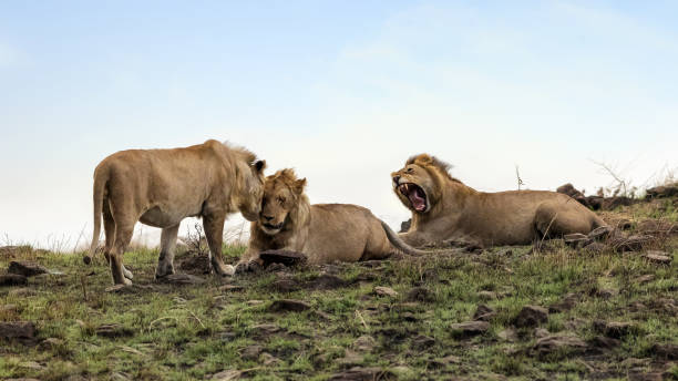 istock Nomadic lion brothers in the Masai Mara 1137045267