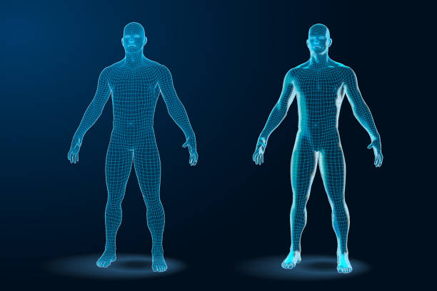 Temlate set of Human Body 3D Polygonal Wireframe Blueprint. Vector Illustration Temlate set of Human Body 3D Polygonal Wireframe Blueprint. chest torso stock illustrations