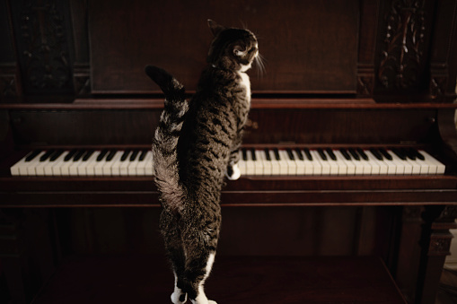 domestic cat, piano, pets, animal,