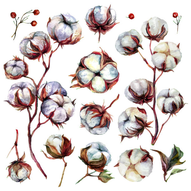 aquarell baumwollwerk - cotton plant dry branch stock-grafiken, -clipart, -cartoons und -symbole