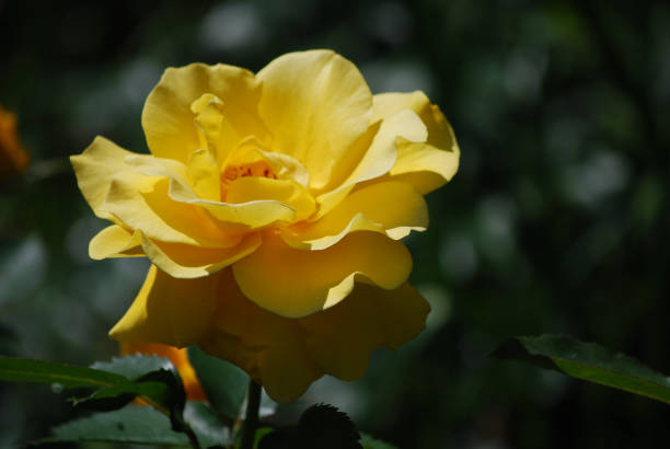 istock Beautiful Blooming Yellow Rose Blossom 1137048605