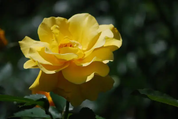 Very pretty blooming yellow rose blossom in a rose garden.