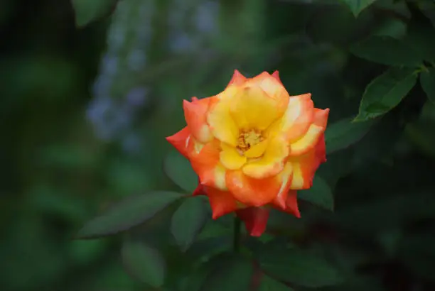 Very pretty yellow rose blossom tipped with orange.