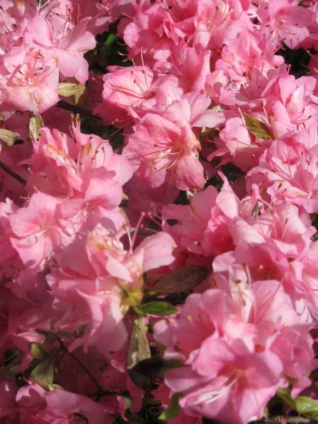 Pink Azalea Flowers stock photo