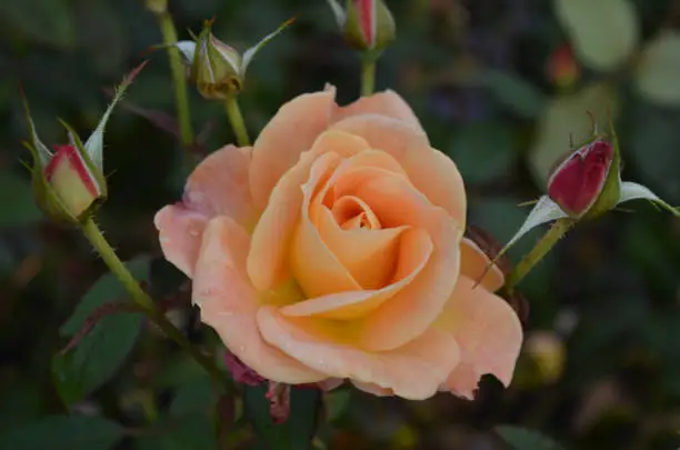 Pretty blooming peach rose surrounded by rosebuds.