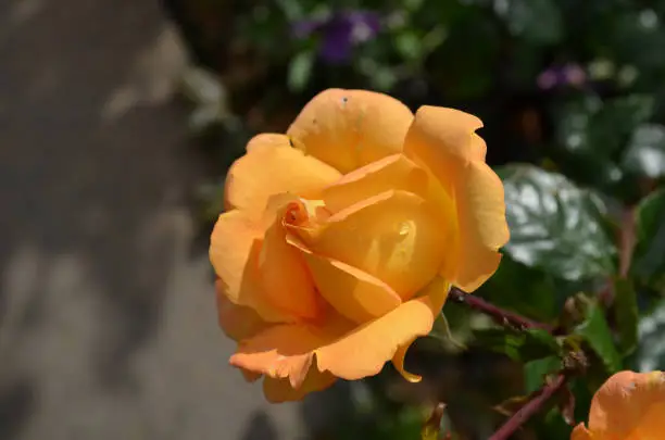 Pretty blooming peach rose on a sun filled summer day.