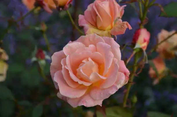 Peach rose with dew drops clinging to the petals.