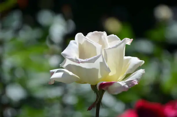 Flowering single white rose blossom with a streak of red in the flower.