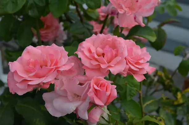 Garden with fantastic flowering pink rose blossoms in a garden.