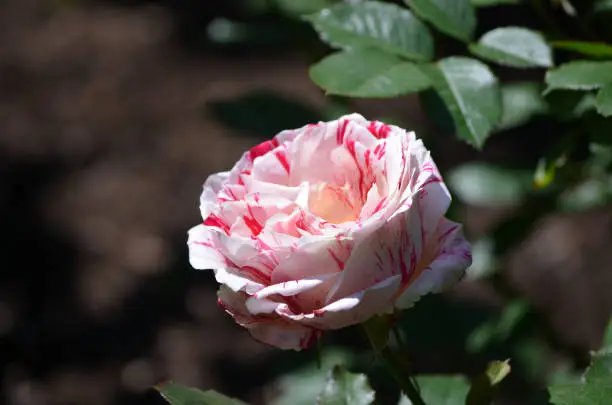 Garden with a pretty white and red striped rose.