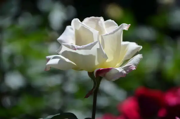 Very pretty white flowering white rose blossom in a garden.