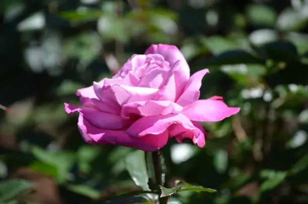 Very pretty single pretty flowering rose blossom.