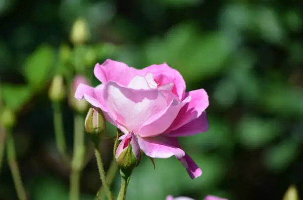 Very pretty pink rose blossom and rosebud on a rose bush.