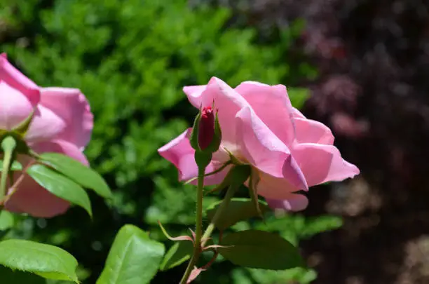 Pretty pink roses blooming in a summer rose garden.