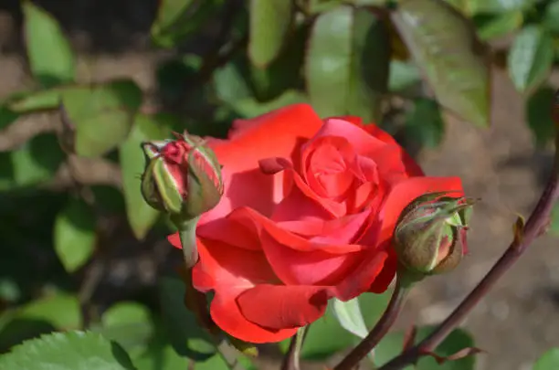Pretty flowering red rose with rosebuds blooming in a garden.