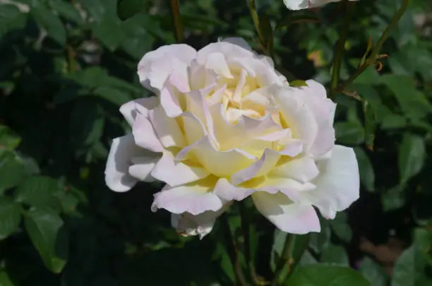 Garden with a blooming white rose blossom.
