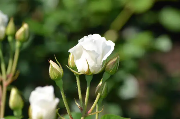 Garden with a perfect flowering white rose blossom.