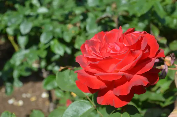 Garden with a pretty blooming red rose flowering.