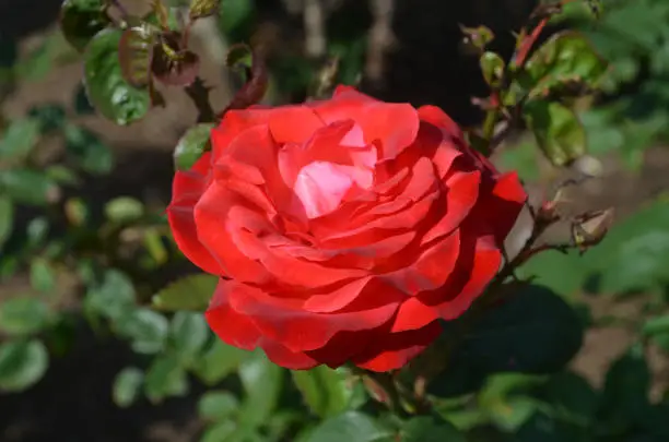 Pretty red rose blossom on a summer day blooming.