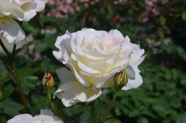 Beautiful flowering white rose bush in a garden.