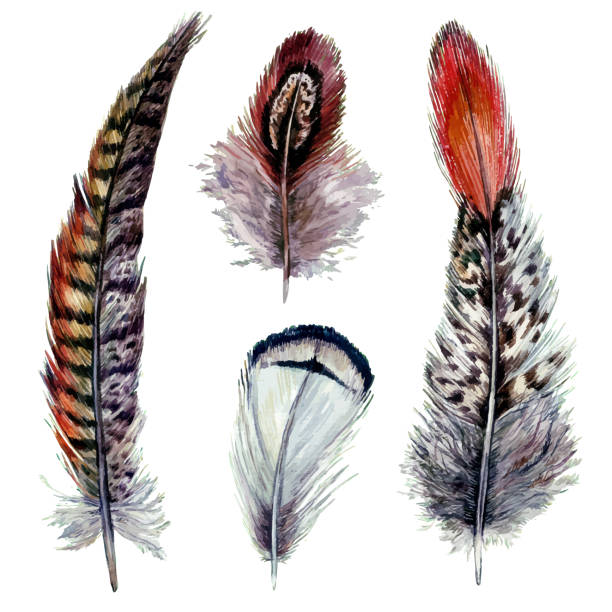 Watercolor Pheasant Feathers Stock Illustration - Download Image