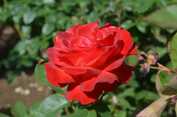 Garden with a perfect blooming red rose.