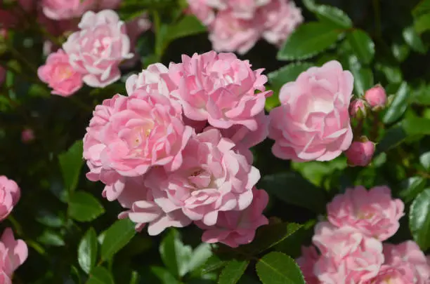 Very pretty pink roses in a rose garden during the summer.