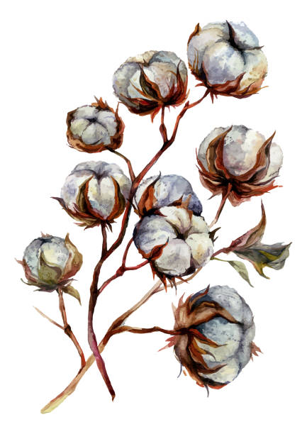 aquarell baumwollwerk - cotton plant dry branch stock-grafiken, -clipart, -cartoons und -symbole