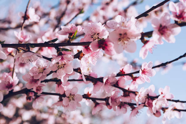 istock Spring blossom background. Beautiful nature scene with blooming tree and sun flare. Sunny day. Spring flowers. Beautiful Orchard. Abstract blurred background. Springtime 1137049268