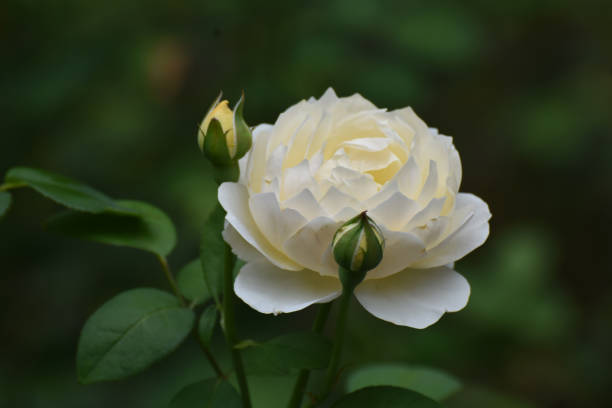 istock Gorgeous Pale Ivory Rose Blossom 1137050224