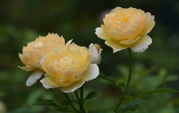 Three Stunning Yellow Roses in the Spring