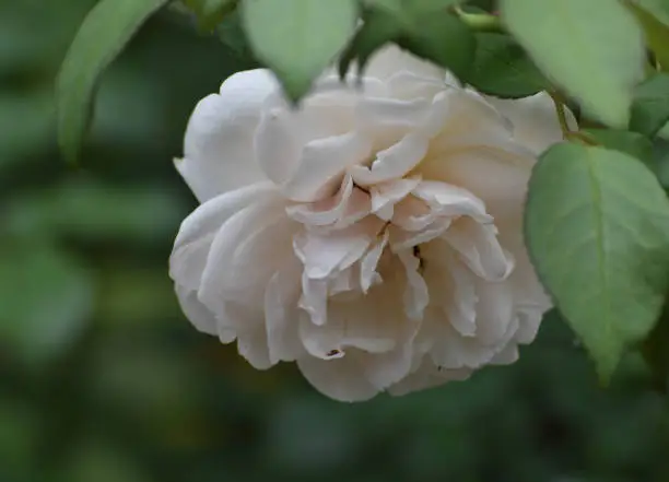 Beautiful White Rose with Floppy Petals in a Garden