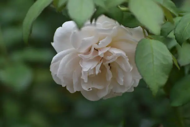 Gorgeous Petals on this White Floppy Rose