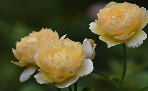 Three Pretty Yellow Roses in the Spring