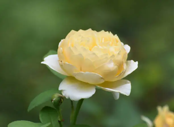 Elegant Yellow Rose Close Up in Full Bloom