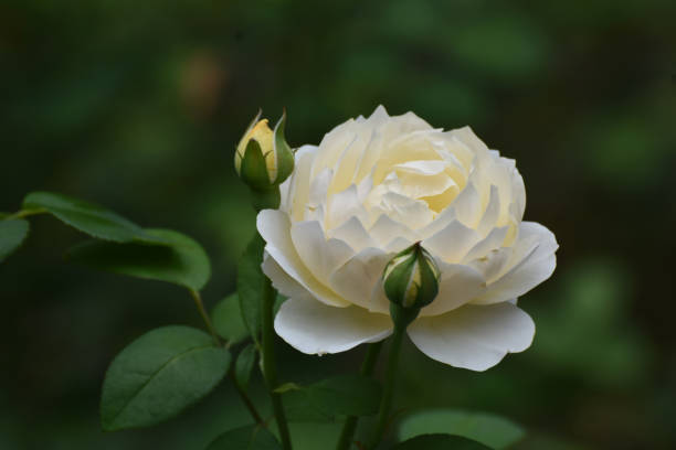 istock Gorgeous Pale Ivory Rose Blossom 1137050262