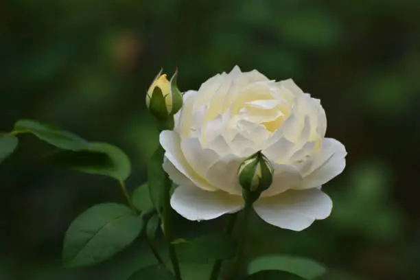 Captivating White Rose Flower in Full Bloom