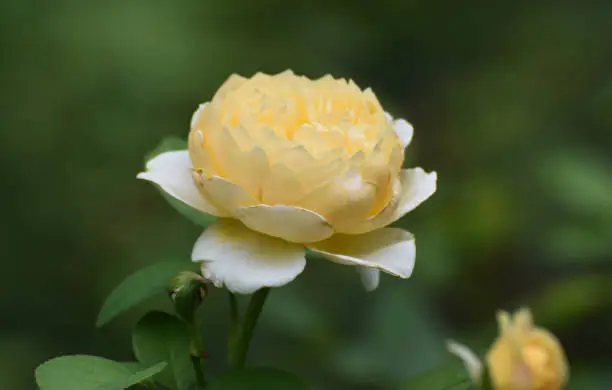 Great Shot of a Yellow Rose in a Garden
