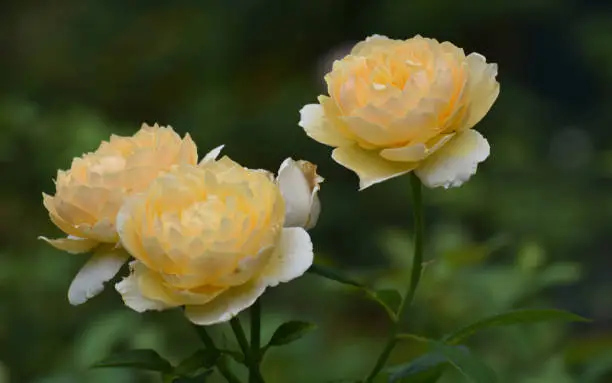 Three Gorgeous Yellow Roses in Full Bloom