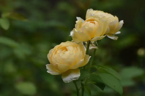 Stunning Close Up of Yellow Roses in a Garden