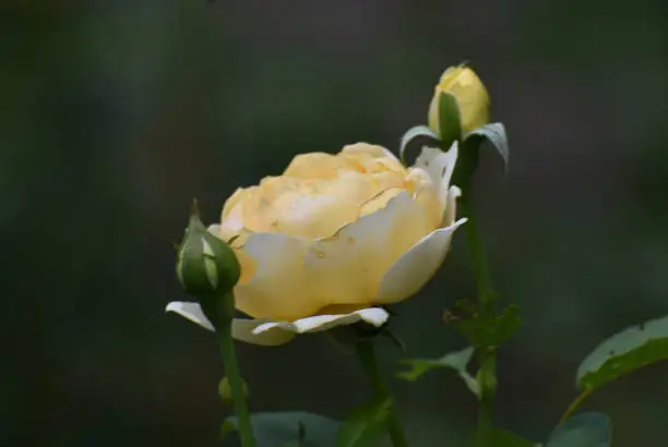 Beautiful Light Yellow Rose in Full Bloom