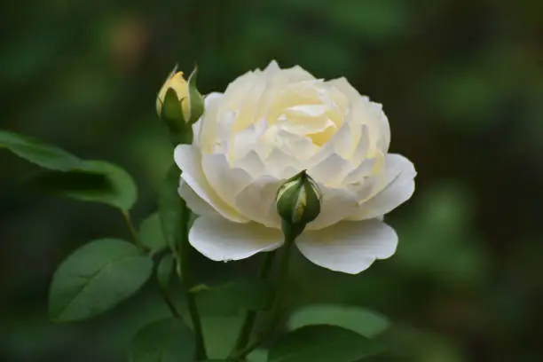 Beautiful White Rose Surrounded By Buds