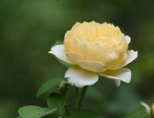 Elegant Looking Yellow Rose in Full Bloom