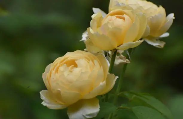 Amazing Abundance of Yellow Roses in a Garden