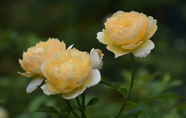 Three Beautiful Yellow Roses in the Spring